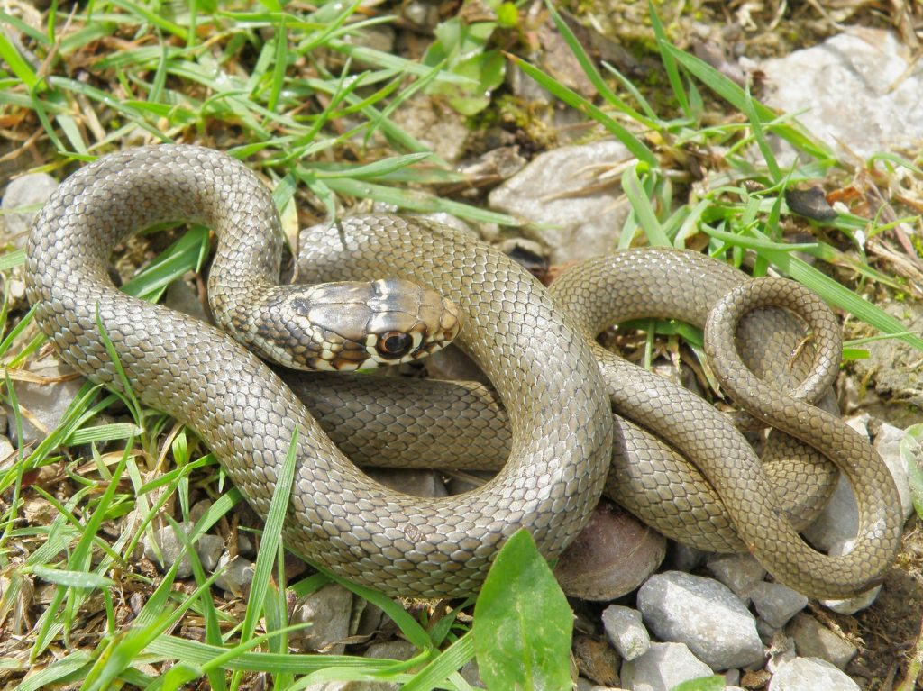 Crna poljarica, Hierophis viridiflavus carbonarius, crni gad, črni gad