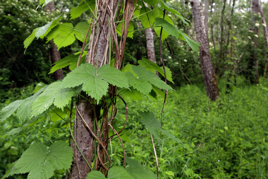 divlji hmelj, Humulus lupulus