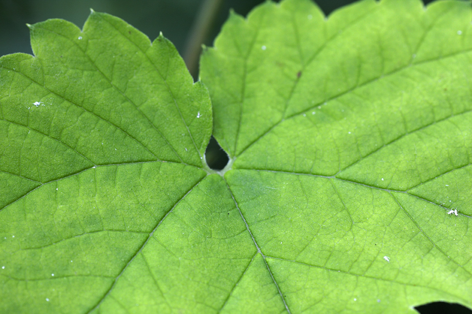 divlji hmelj, Humulus lupulus
