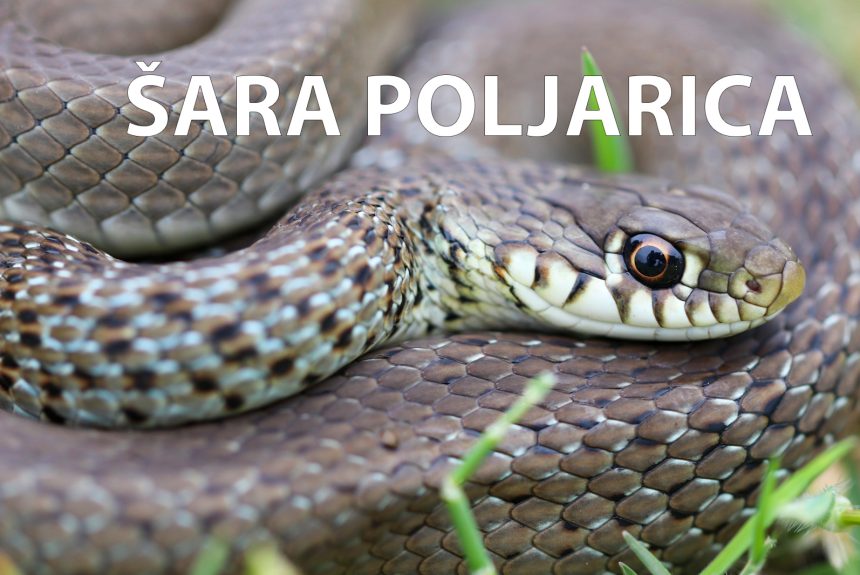 Šara poljarica, Hierophis gemonensis