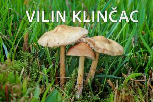vilin klinčac, Marasmius oreades