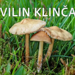 vilin klinčac, Marasmius oreades