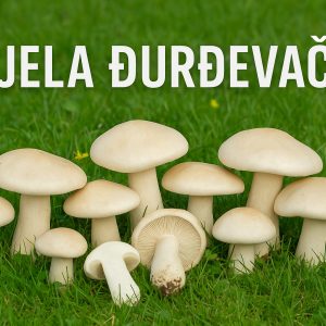 bijela đurđevača, Calocybe gambosa