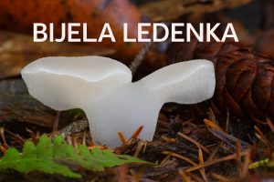 bijela ledenka, Pseudohydnum gelatinosum