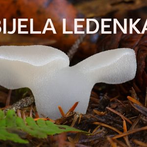 bijela ledenka, Pseudohydnum gelatinosum