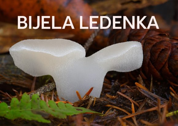 bijela ledenka, Pseudohydnum gelatinosum