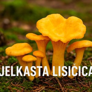 bjel-lis Bjelkasta lisičica, Cantharellus cibarius