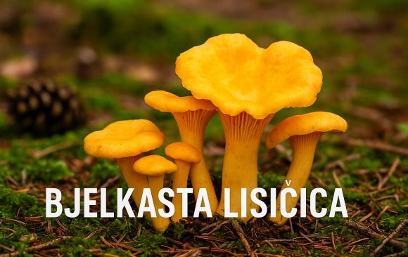 bjel-lis Bjelkasta lisičica, Cantharellus cibarius