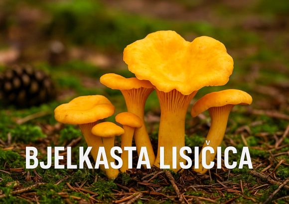 Bjelkasta lisičica, Cantharellus cibarius