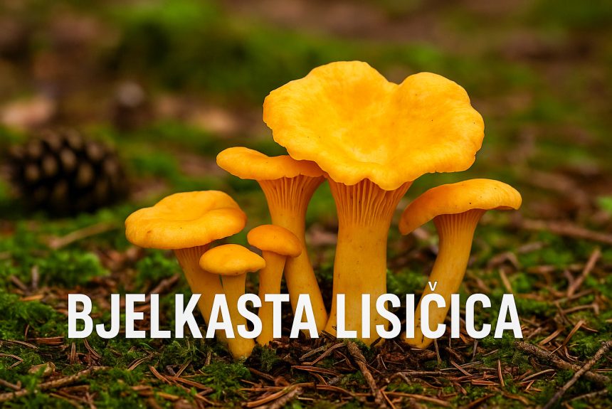 bjel-lis Bjelkasta lisičica, Cantharellus cibarius
