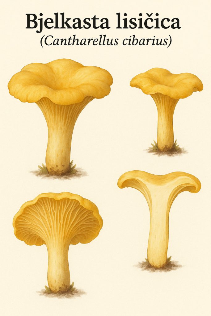 Bjelkasta lisičica, Cantharellus cibarius
