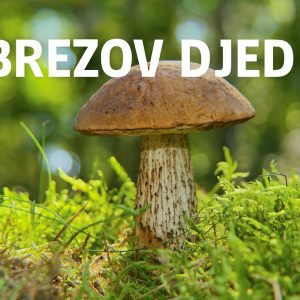 brezov djed, Leccinum scabrum