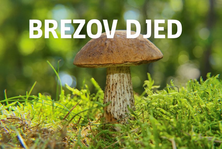 brezov djed, Leccinum scabrum