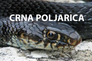 Crna poljarica, Hierophis viridiflavus carbonarius, crni gad, črni gad
