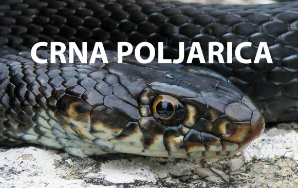 crna-poljarica Crna poljarica, Hierophis viridiflavus carbonarius, crni gad, črni gad