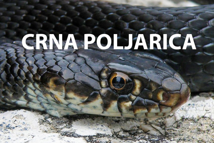 crna-poljarica Crna poljarica, Hierophis viridiflavus carbonarius, crni gad, črni gad