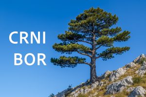 crni bor, Pinus nigra