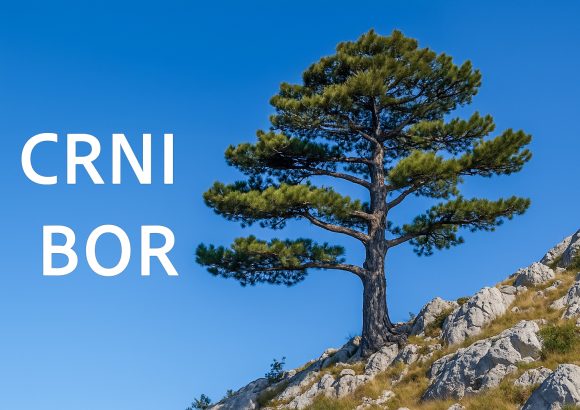 crni bor, Pinus nigra