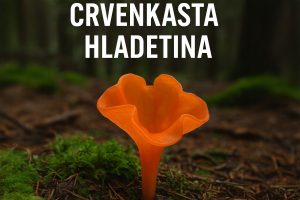 crvenkasta hladetina, Guepinia helvelloides