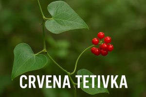 crvena tetivka, Smilax aspera