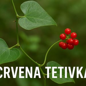crvena tetivka, Smilax aspera