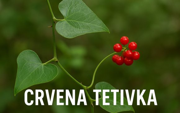 crv-tet-1 crvena tetivka, Smilax aspera