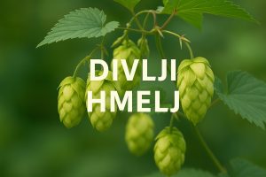 divlji hmelj, Humulus lupulus