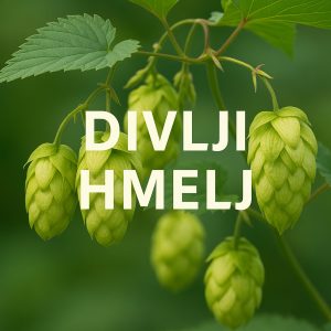 divlji hmelj, Humulus lupulus