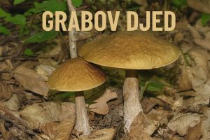 grabov djed, Leccinellum pseudoscabrum