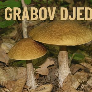 grabov djed, Leccinellum pseudoscabrum