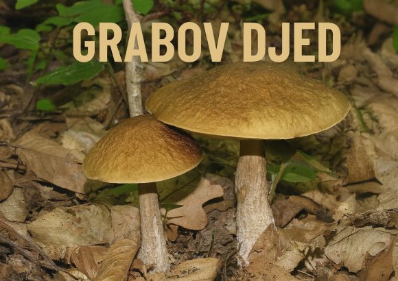 grabov djed, Leccinellum pseudoscabrum