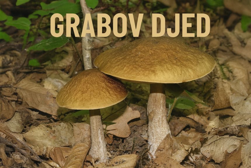 grabov djed, Leccinellum pseudoscabrum