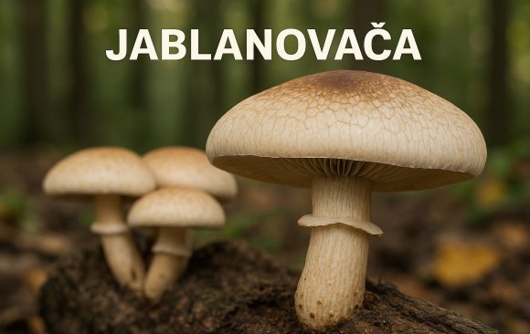 jablanovača, Cyclocybe cylindracea, agrocye aegerita