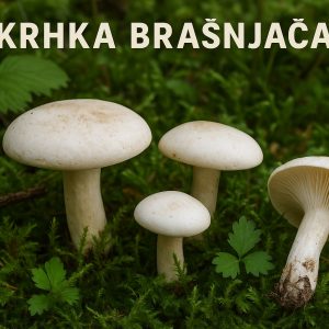 Krhka brašnjača, Clitopilus prunulus