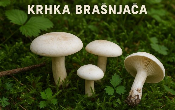 Krhka brašnjača, Clitopilus prunulus