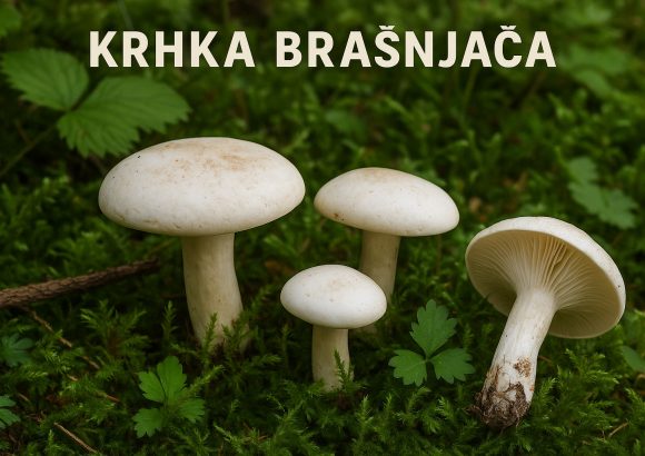 Krhka brašnjača, Clitopilus prunulus