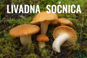 livadna sočnica, Cuphophyllus pratensis