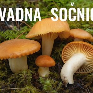livadna sočnica, Cuphophyllus pratensis