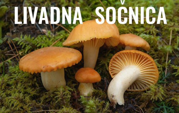 livadna sočnica, Cuphophyllus pratensis