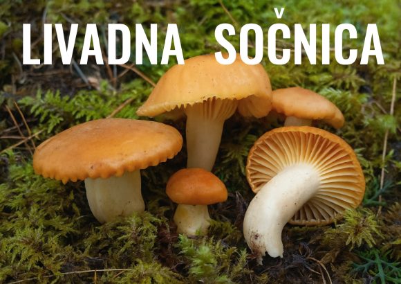 livadna sočnica, Cuphophyllus pratensis