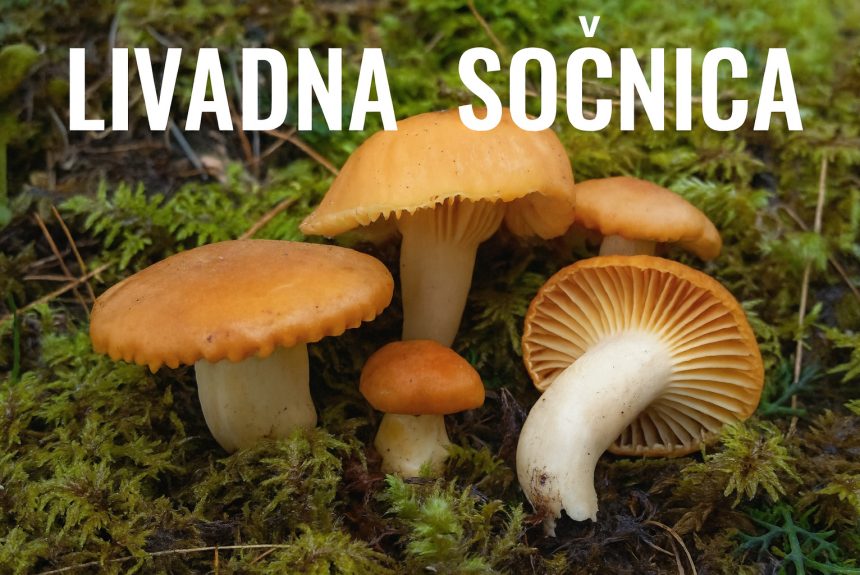 livadna sočnica, Cuphophyllus pratensis