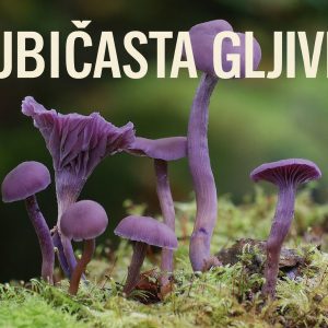 ljubičasta gljivica, Laccaria amethystina