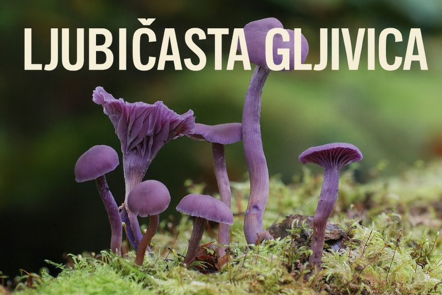ljubičasta gljivica, Laccaria amethystina