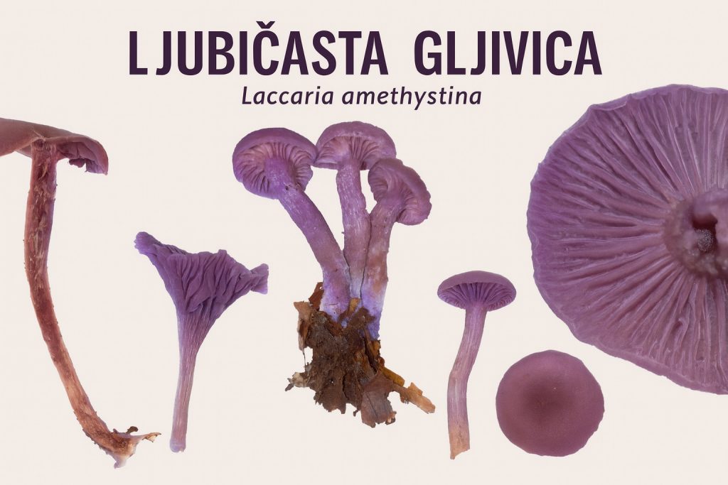 ljubičasta gljivica, Laccaria amethystina