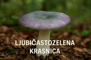 ljubičastozelena krasnica, Russula cyanoxantha