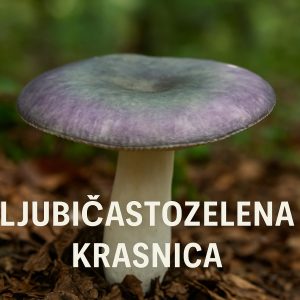 ljubičastozelena krasnica, Russula cyanoxantha