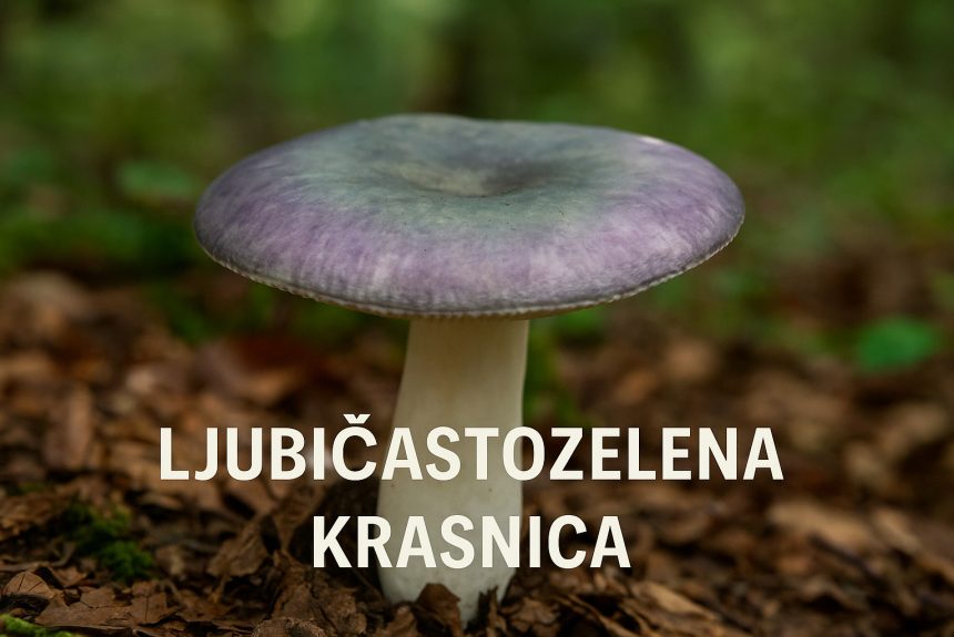 ljubičastozelena krasnica, Russula cyanoxantha