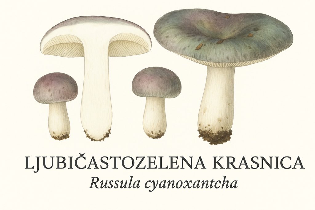 Ljubičastozelena krasnica (Russula cyanoxantha