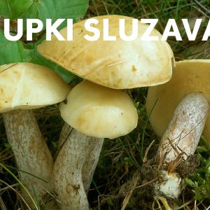 ljupki sluzavac, Suillus placidus