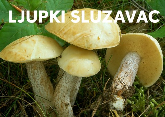 ljupki sluzavac, Suillus placidus